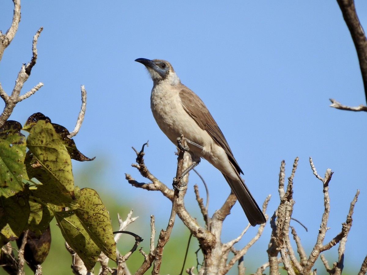 Little Friarbird - ML638661501