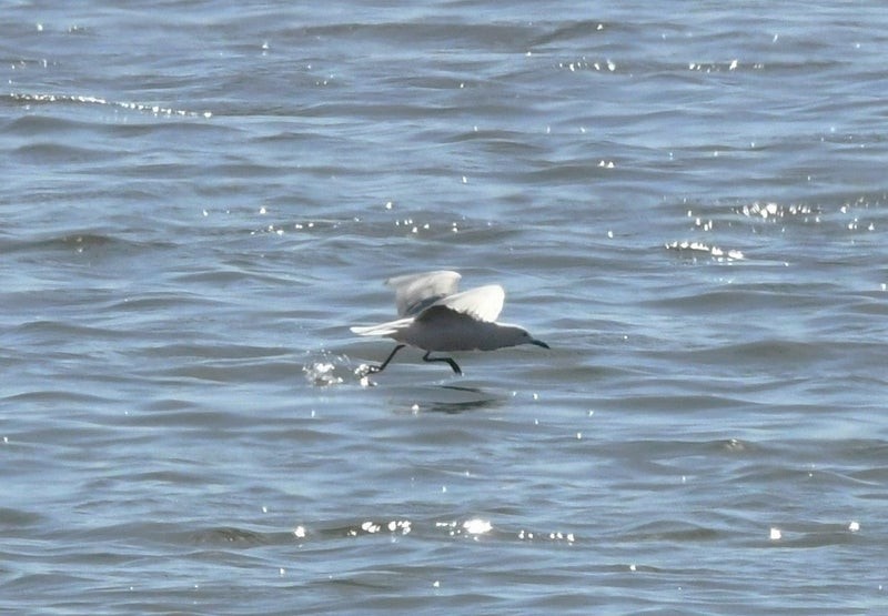 Slender-billed Gull - ML638661523