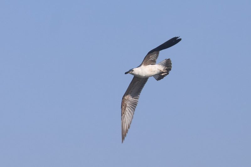 Lesser Black-backed Gull - ML638661532