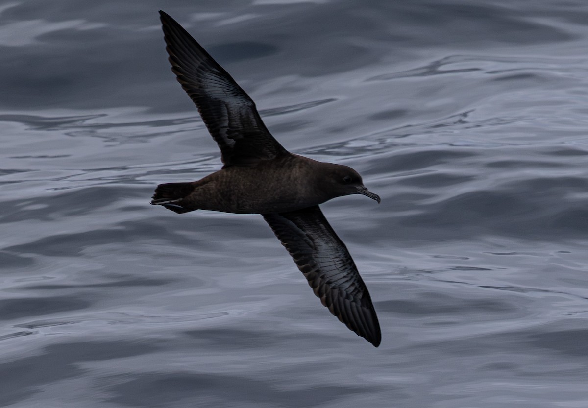 Sooty Shearwater - ML638661537