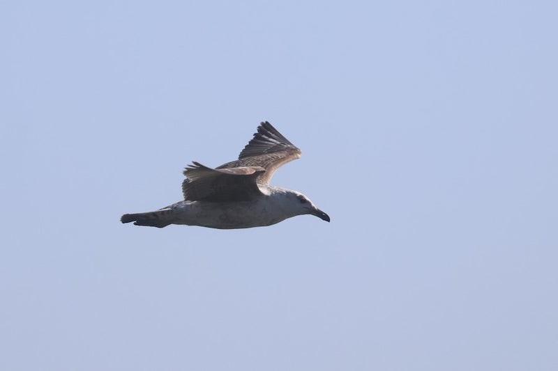 Lesser Black-backed Gull - ML638661545