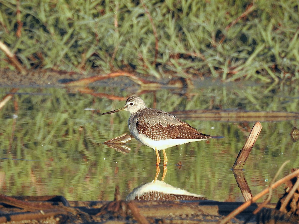 Greater Yellowlegs - ML638661564