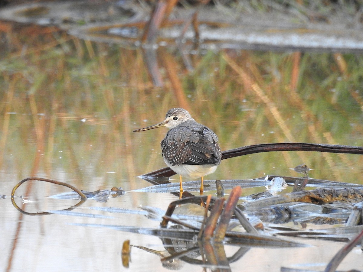 Greater Yellowlegs - ML638661565