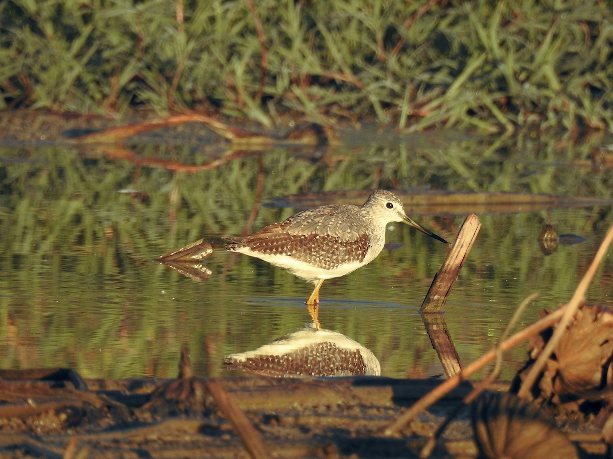 Greater Yellowlegs - ML638661566
