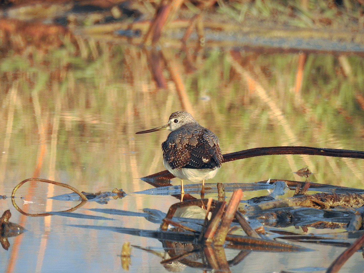 Greater Yellowlegs - ML638661567