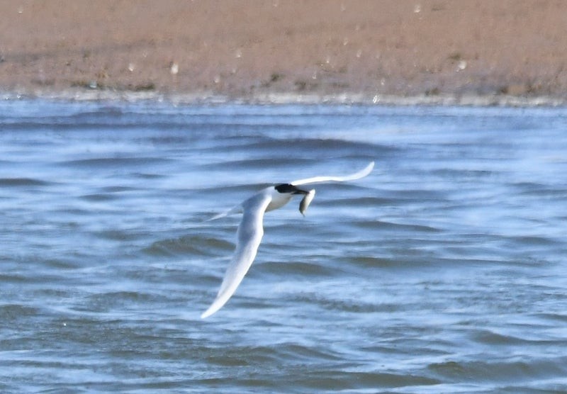 Sandwich Tern (Eurasian) - ML638661570