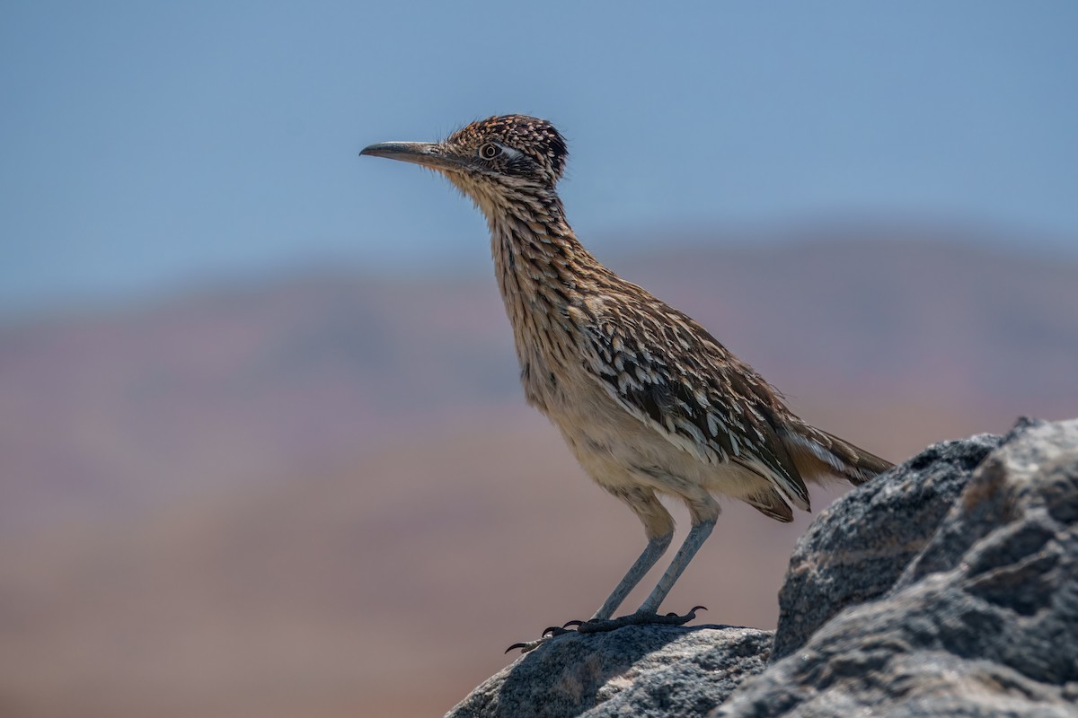Greater Roadrunner - ML638661584