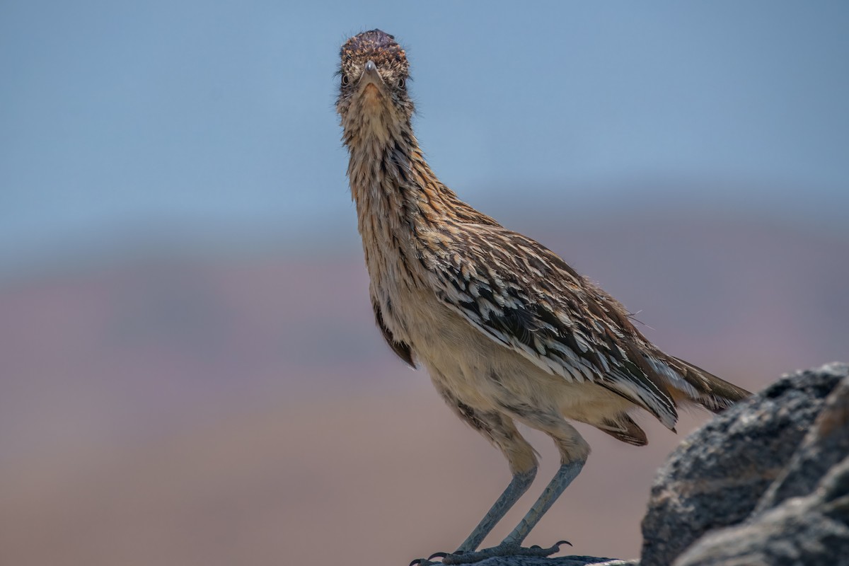 Greater Roadrunner - ML638661587