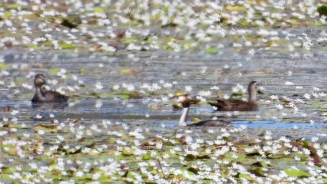 Great Crested Grebe - ML638661596