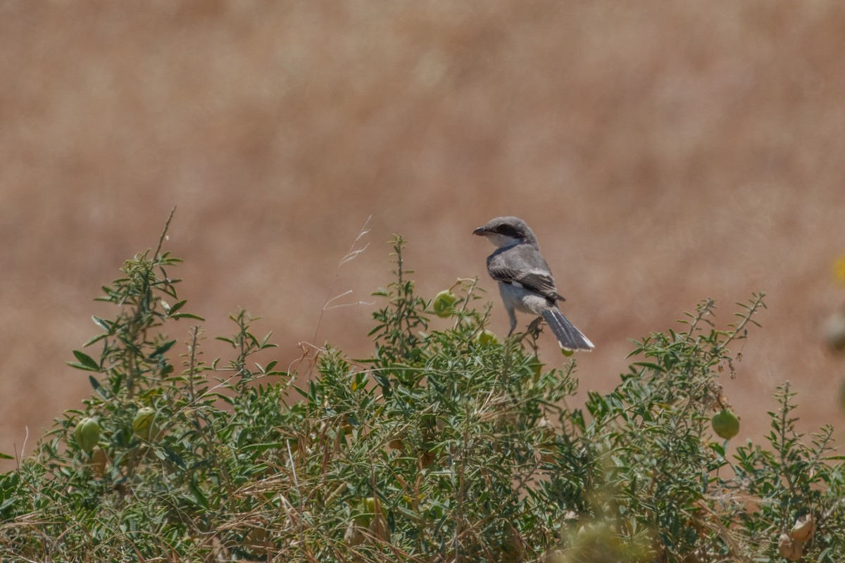 Loggerhead Shrike - ML638661603