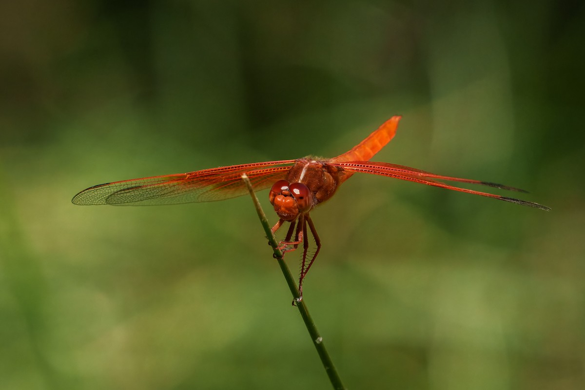 Insects - ML638661606