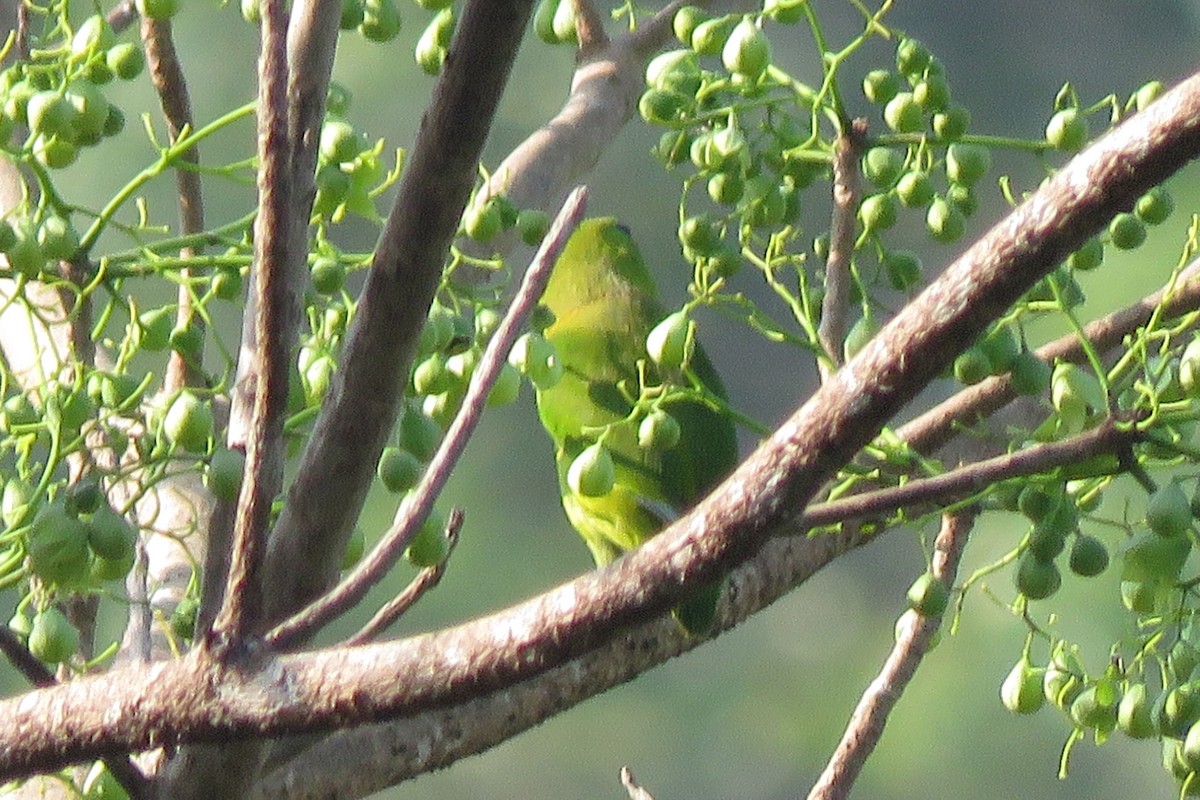 Guaiabero - ML638661620