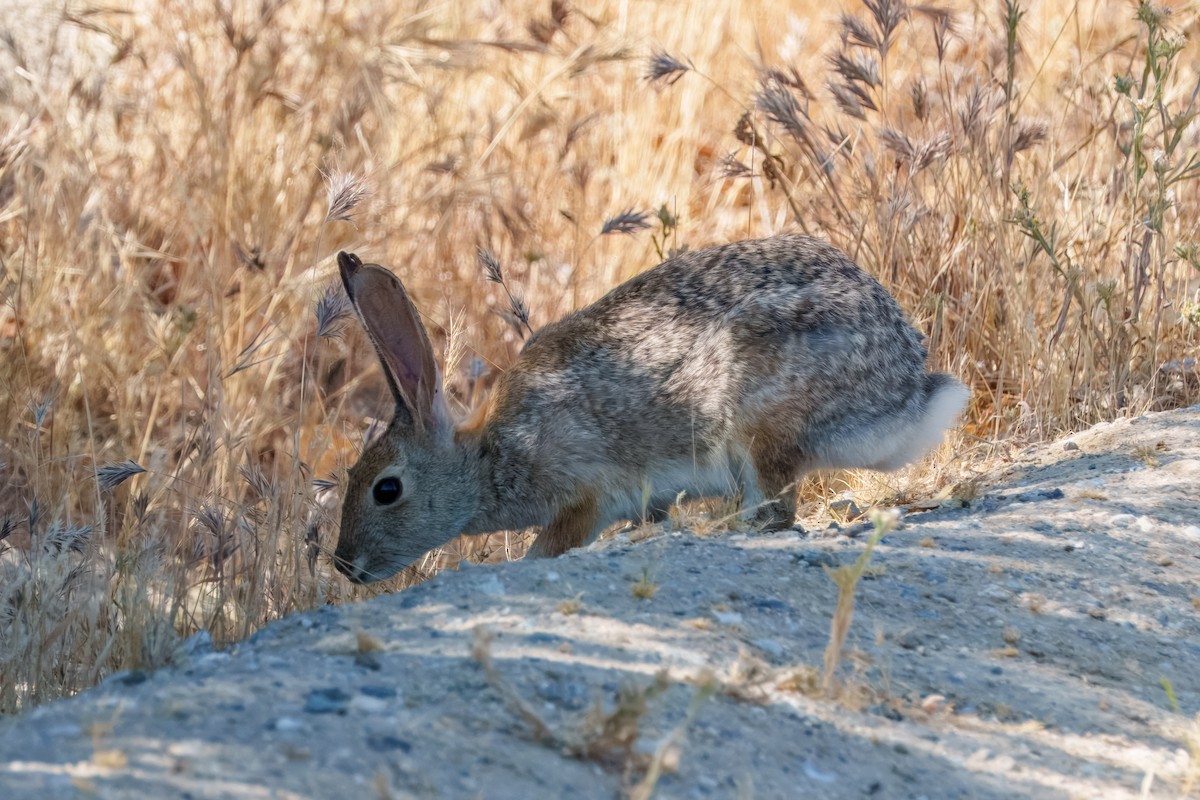 Desert Cottontail - ML638661636