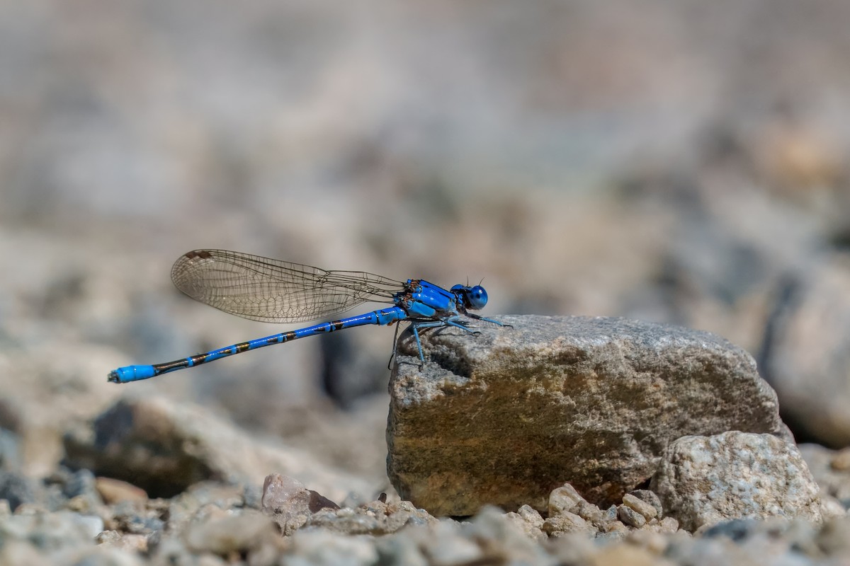 Insects - ML638661638