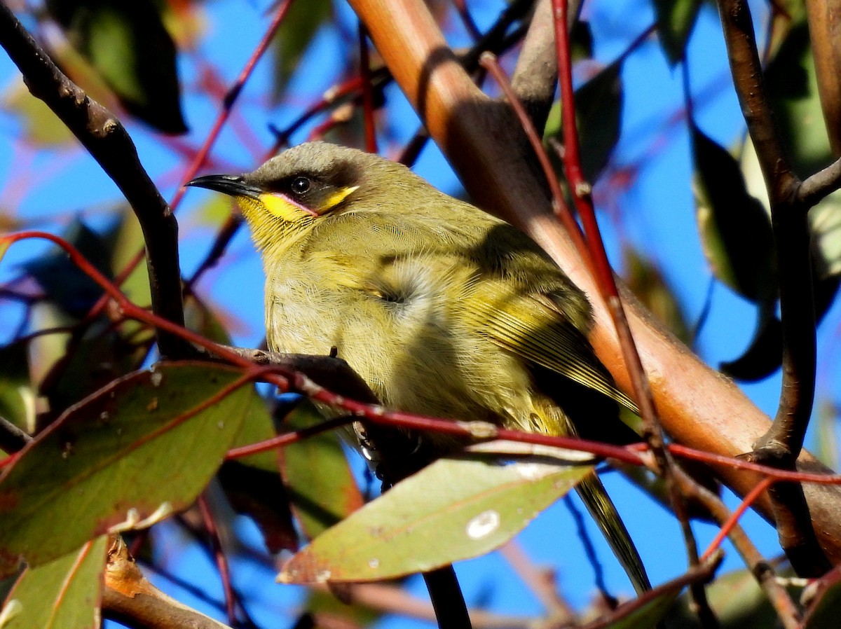 Purple-gaped Honeyeater - ML638661640