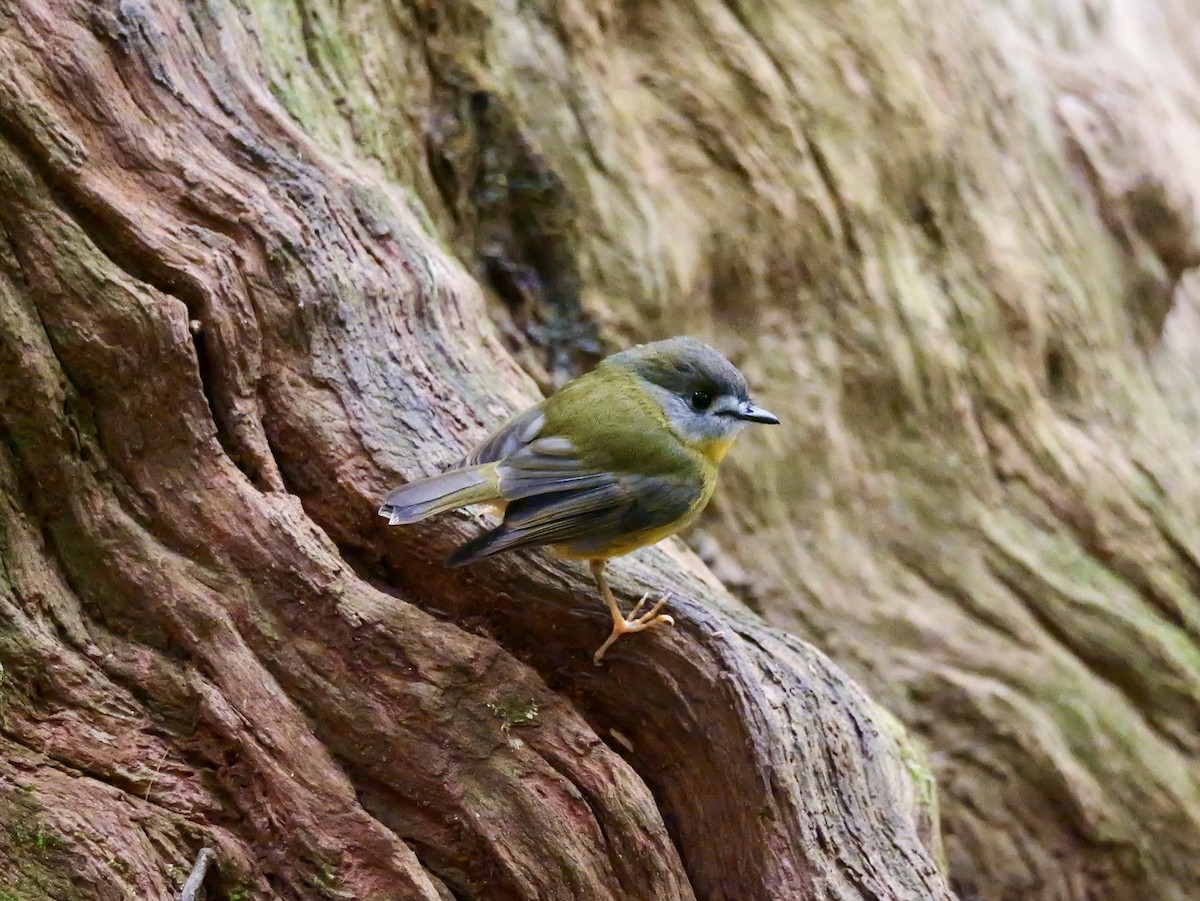 tøyleflueskvett - ML638661648