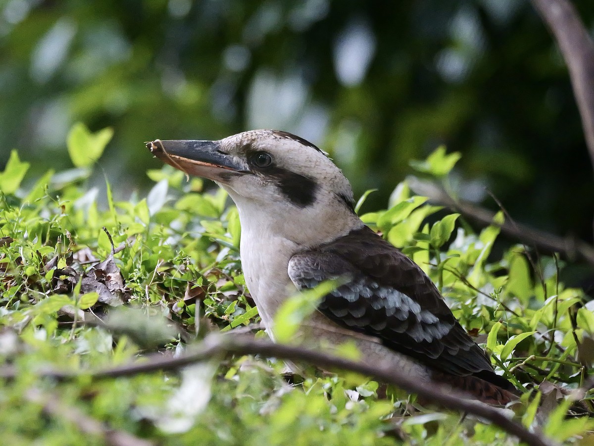 latterkokaburra - ML638661650