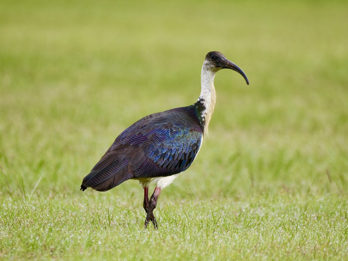 Straw-necked Ibis - ML638661672
