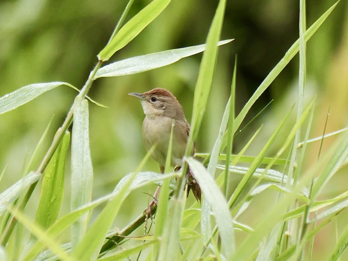 Tawny Grassbird - ML638661683
