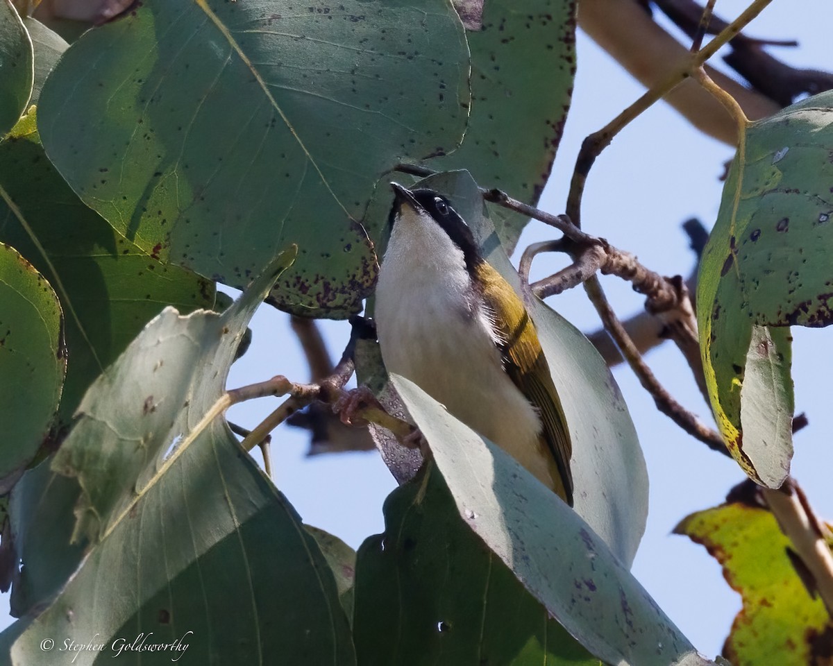 White-throated Honeyeater - ML638661727