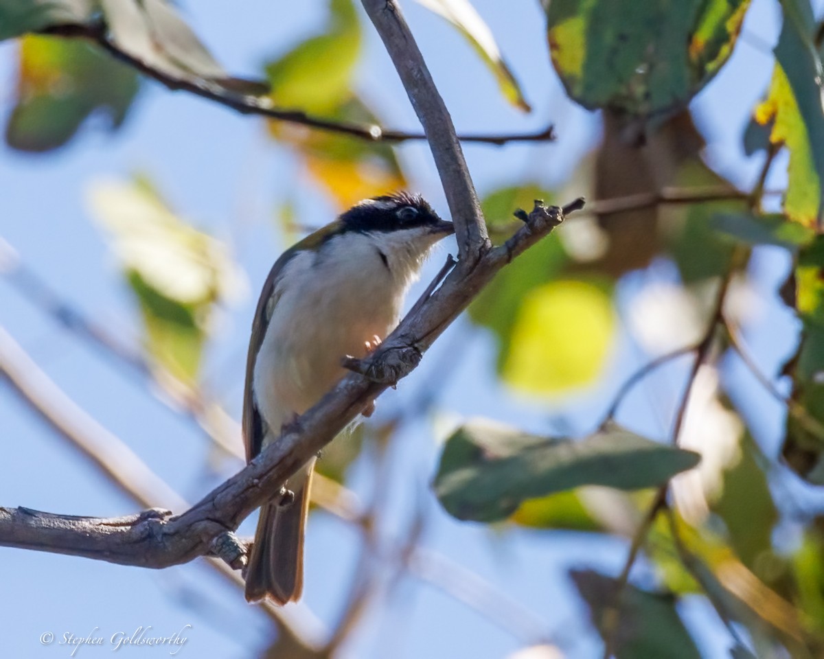 White-throated Honeyeater - ML638661728