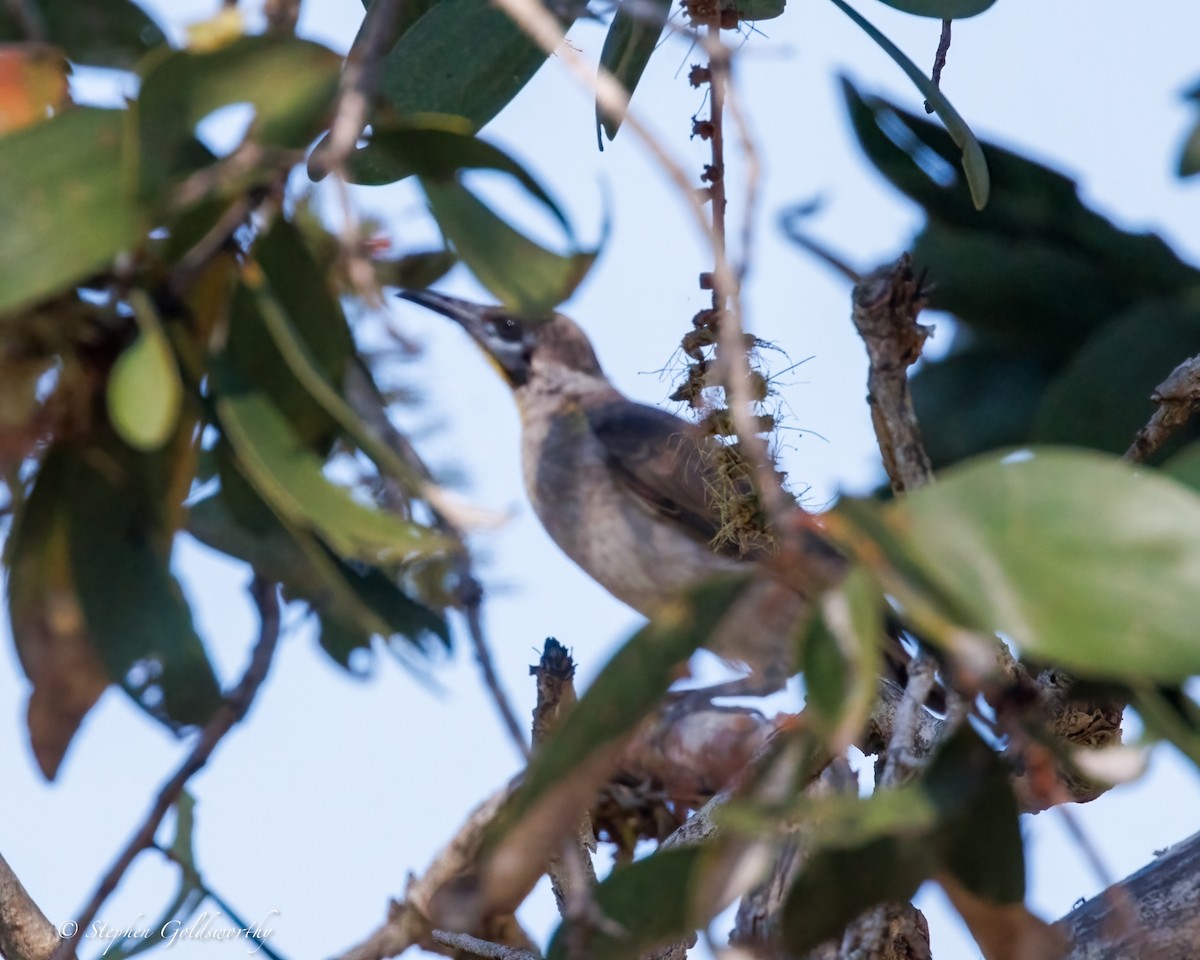 Little Friarbird - ML638661730