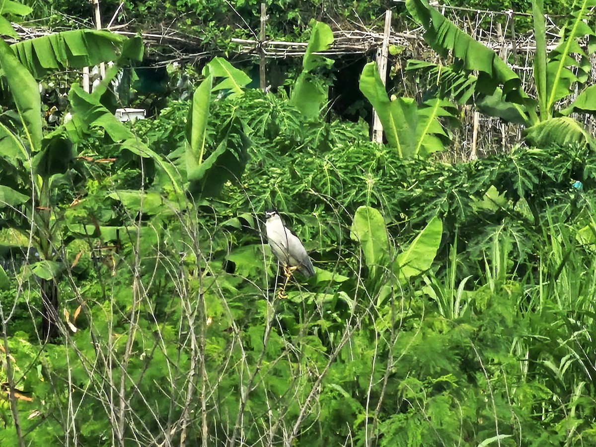 Black-crowned Night Heron - ML638661732