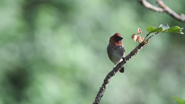 Scaly-breasted Munia - ML638661740