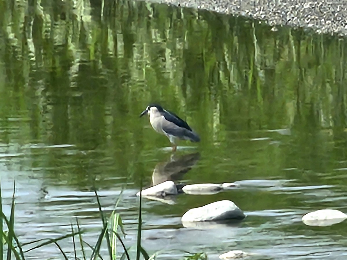 Black-crowned Night Heron - ML638661746