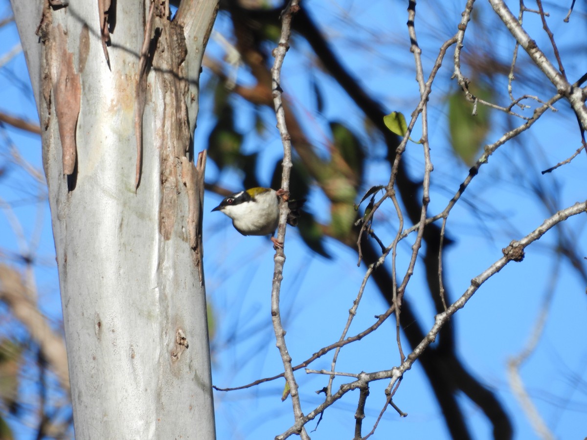 White-throated Honeyeater - ML638661757