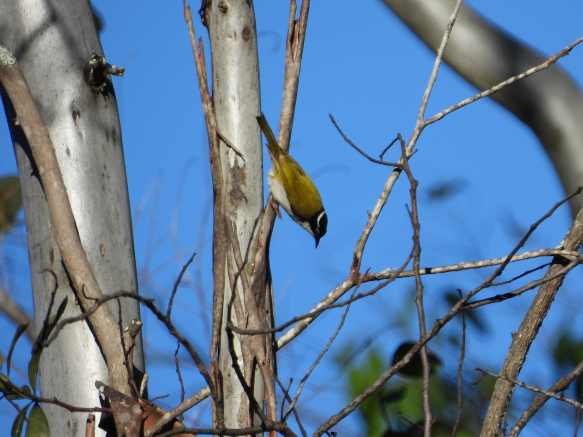 White-throated Honeyeater - ML638661764