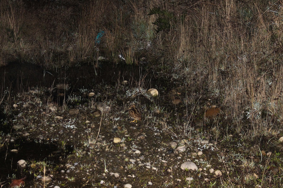 Fuegian Snipe - ML638661776