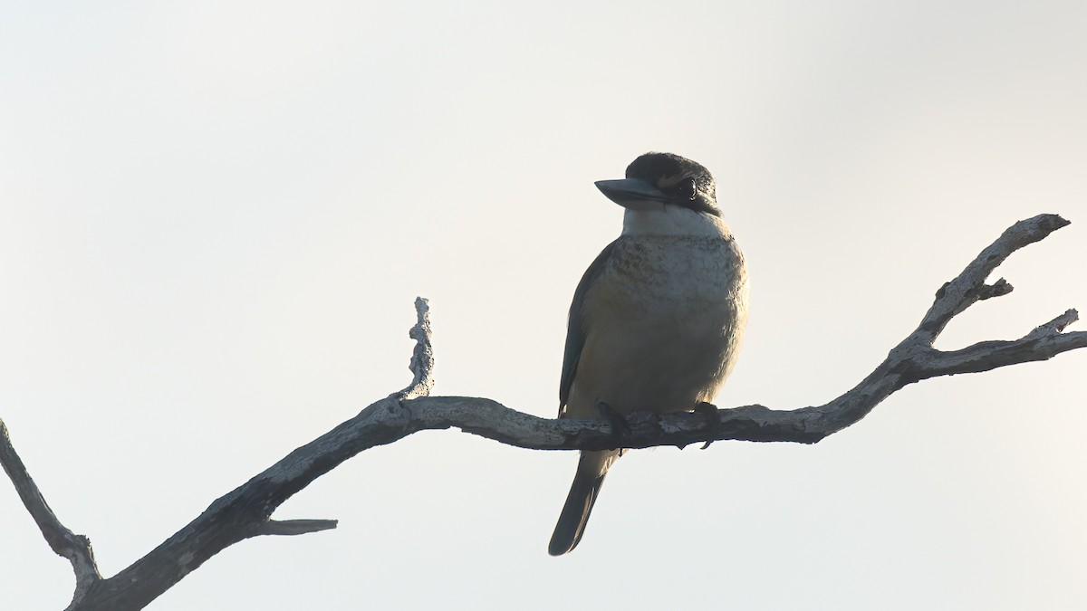 Sacred Kingfisher - ML638661802