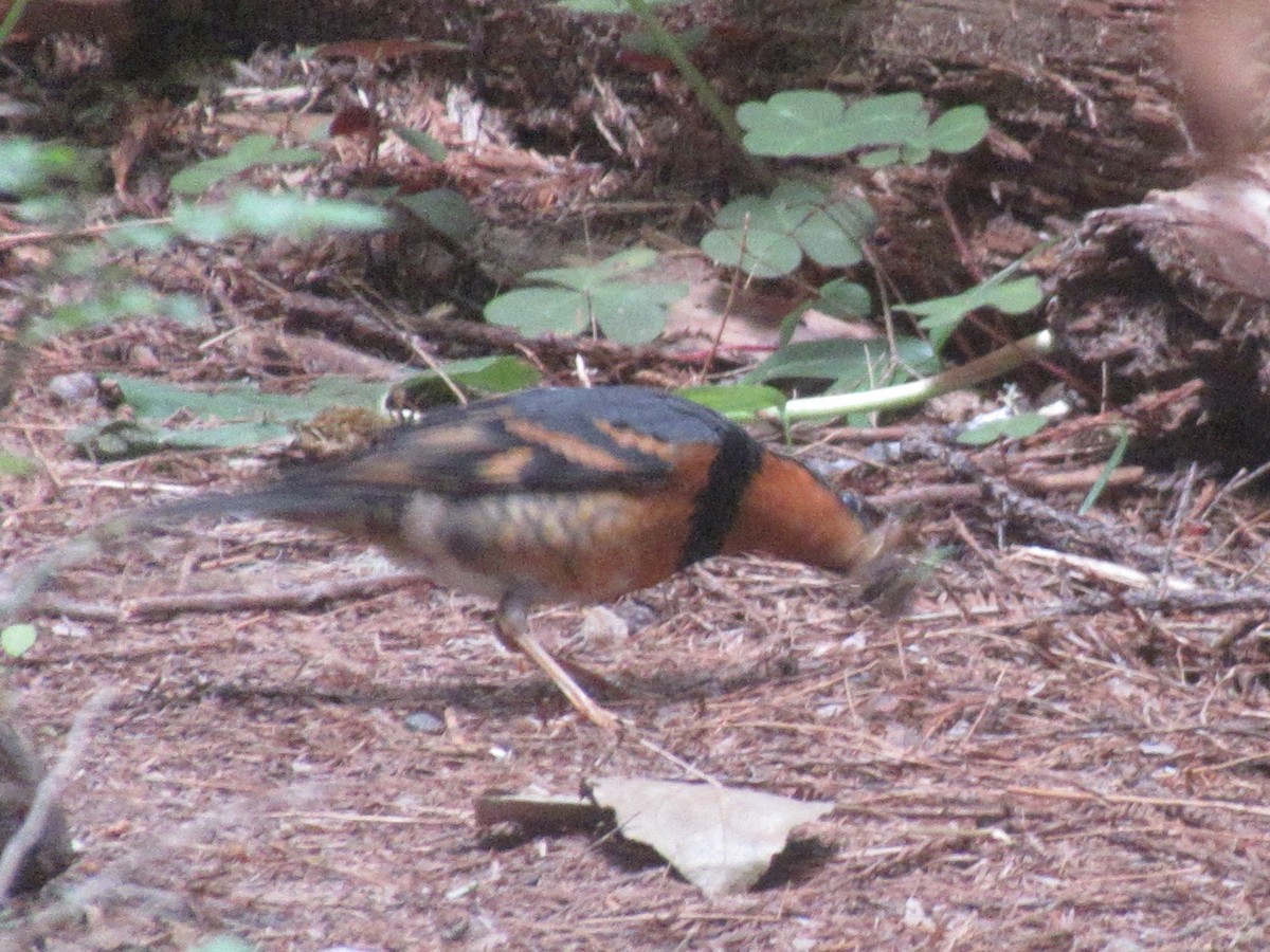 Varied Thrush - ML638661809