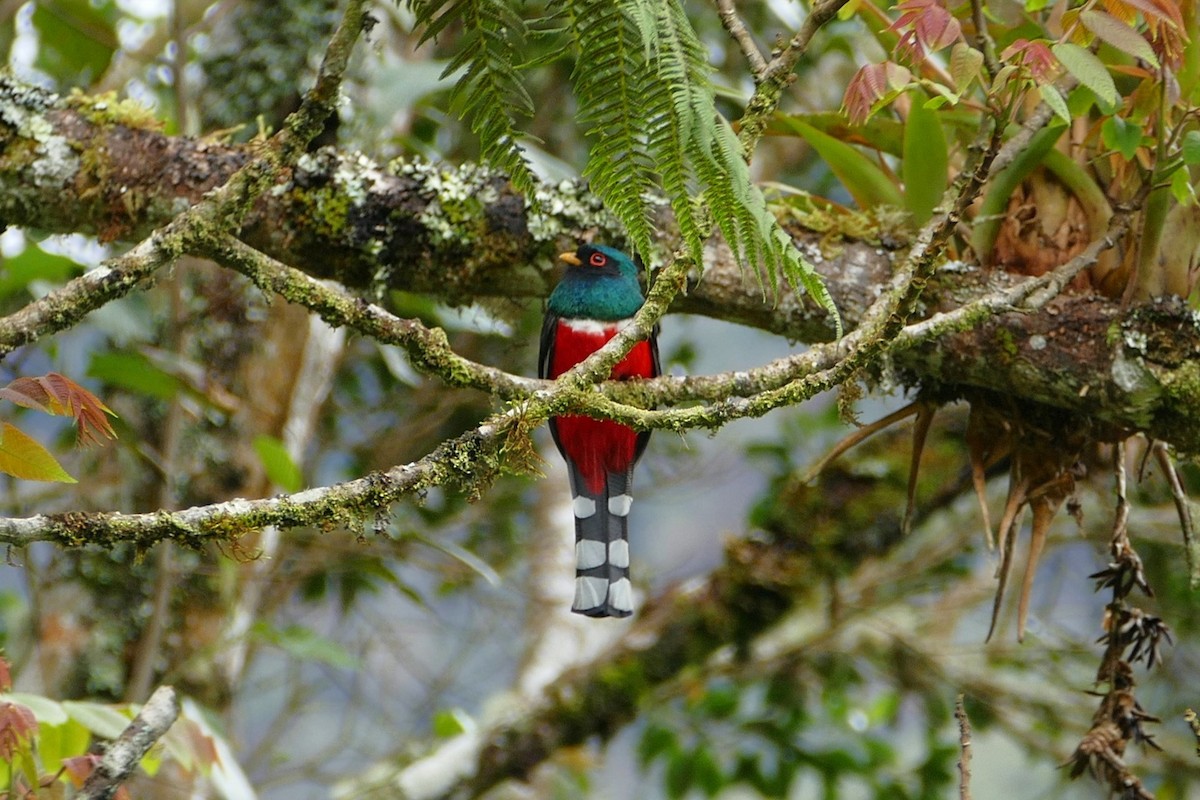 Masked Trogon - ML638661854