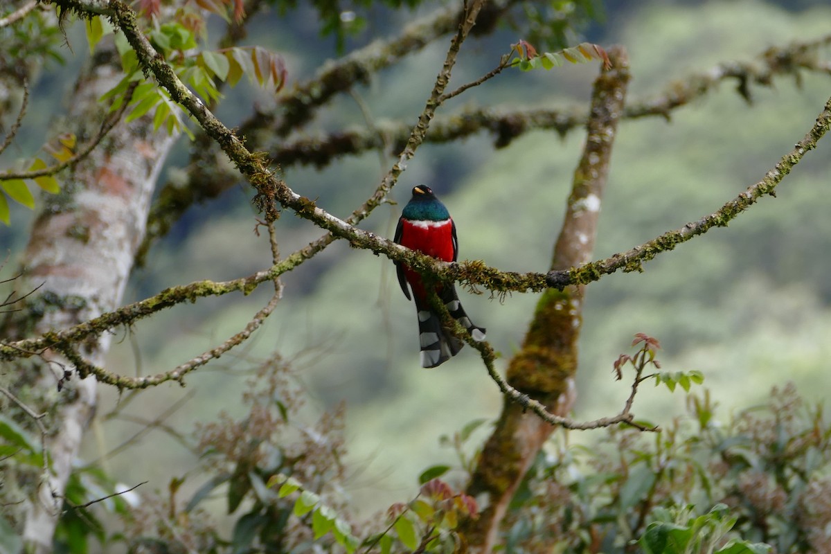Masked Trogon - ML638661855