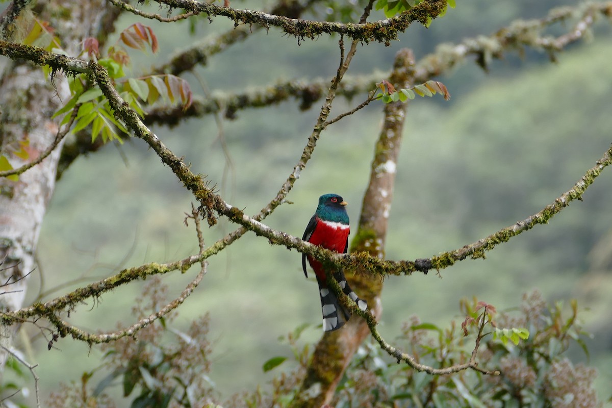 Masked Trogon - ML638661856
