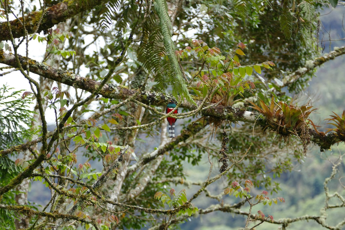 Masked Trogon - ML638661857