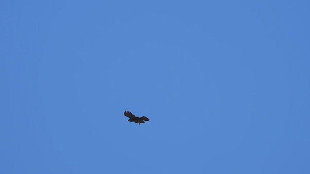 Yellow-billed Chough - ML638661906