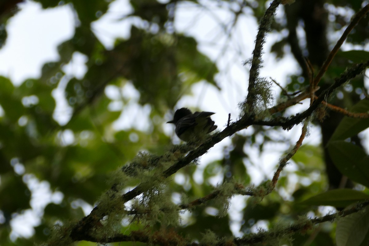 Pale-edged Flycatcher - ML638661913