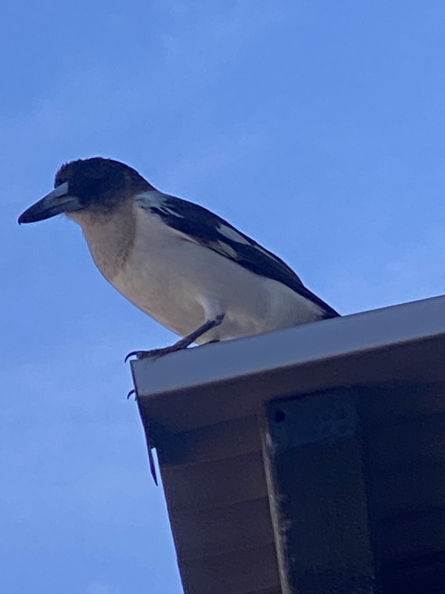 Pied Butcherbird - ML638661947