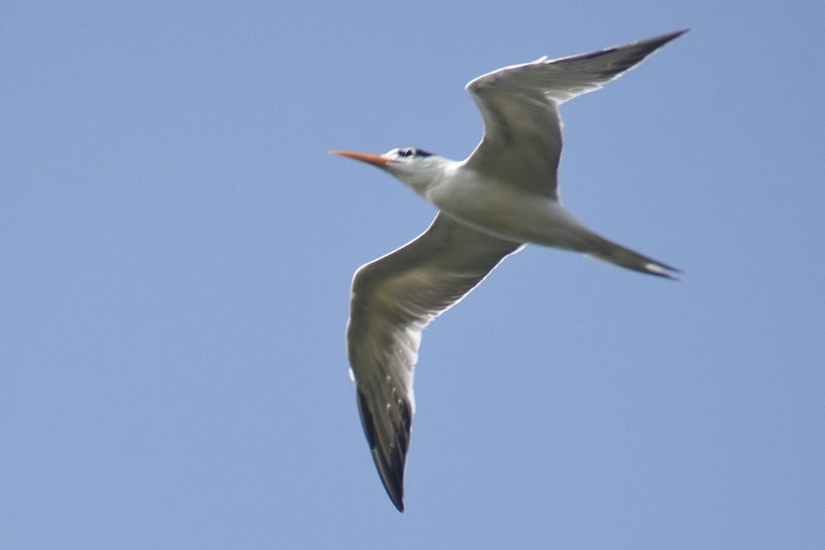 Lesser Crested Tern - ML638661954