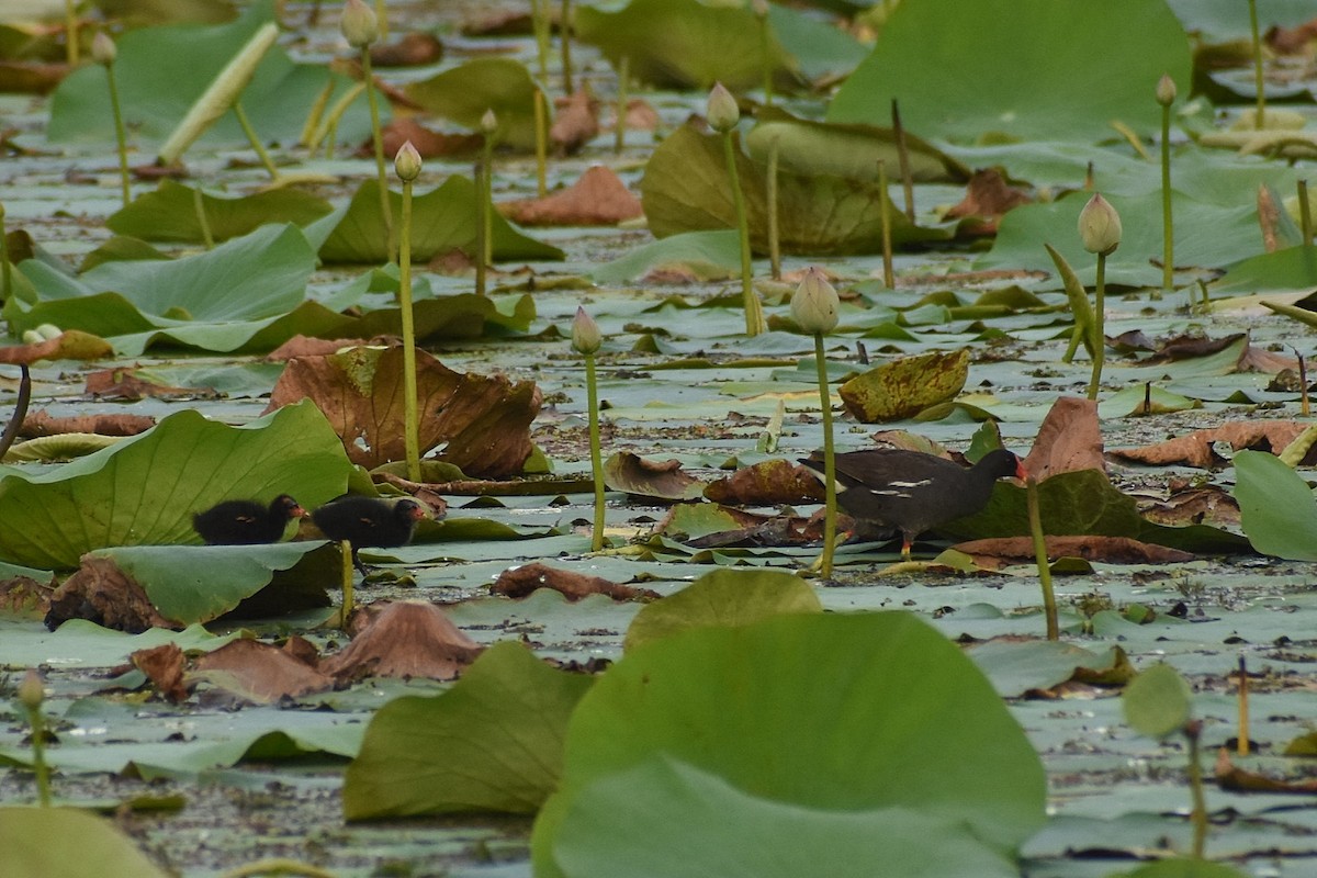 Eurasian Moorhen - ML638661987
