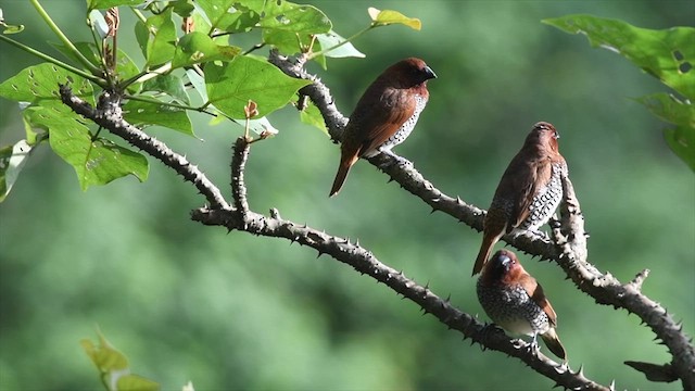 Scaly-breasted Munia - ML638661989