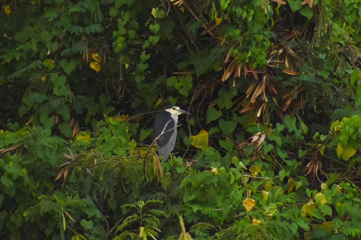 Black-crowned Night Heron - ML638661998