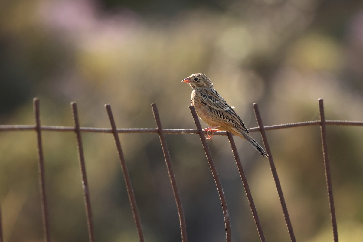 Cretzschmar's Bunting - ML638662033