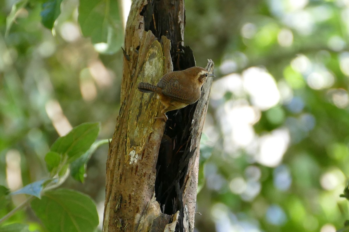 Mountain Wren - ML638662035