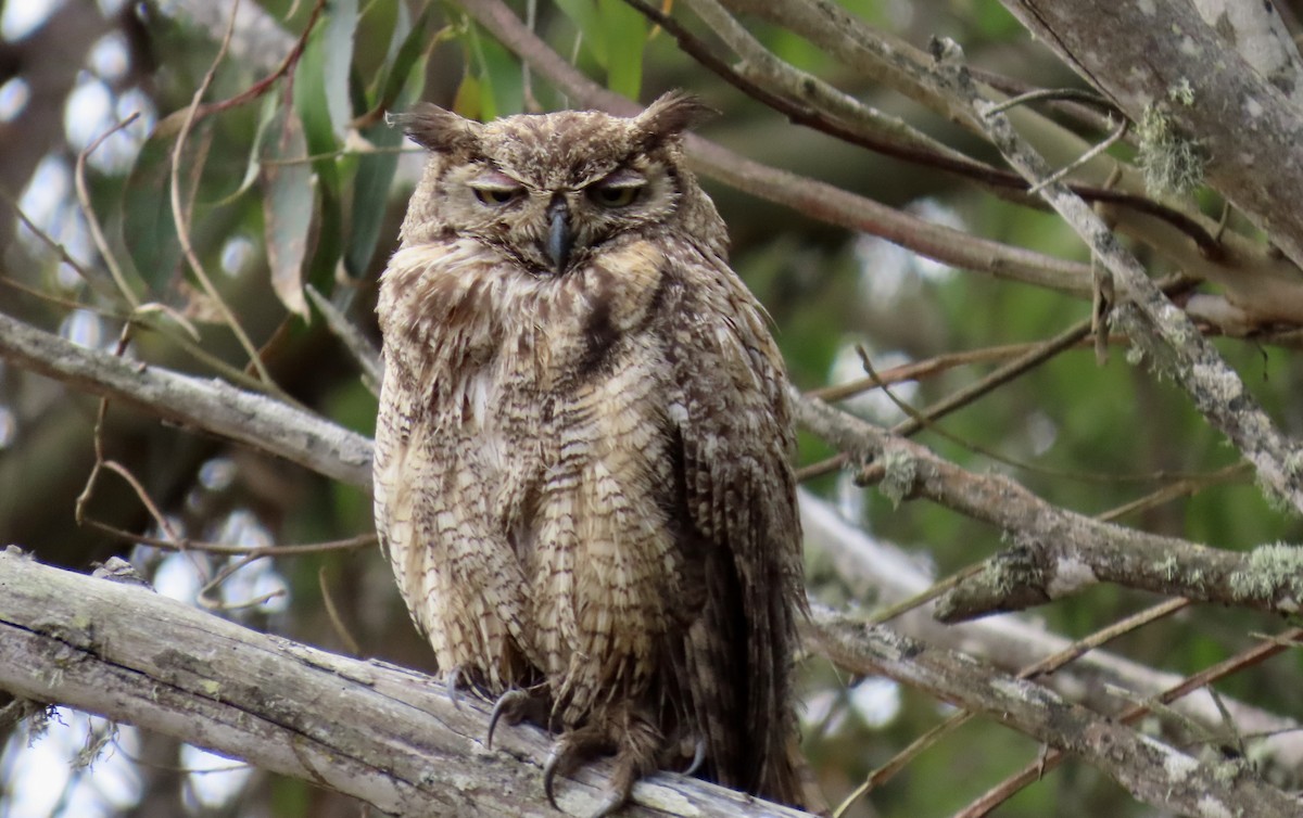 Great Horned Owl - ML638662043