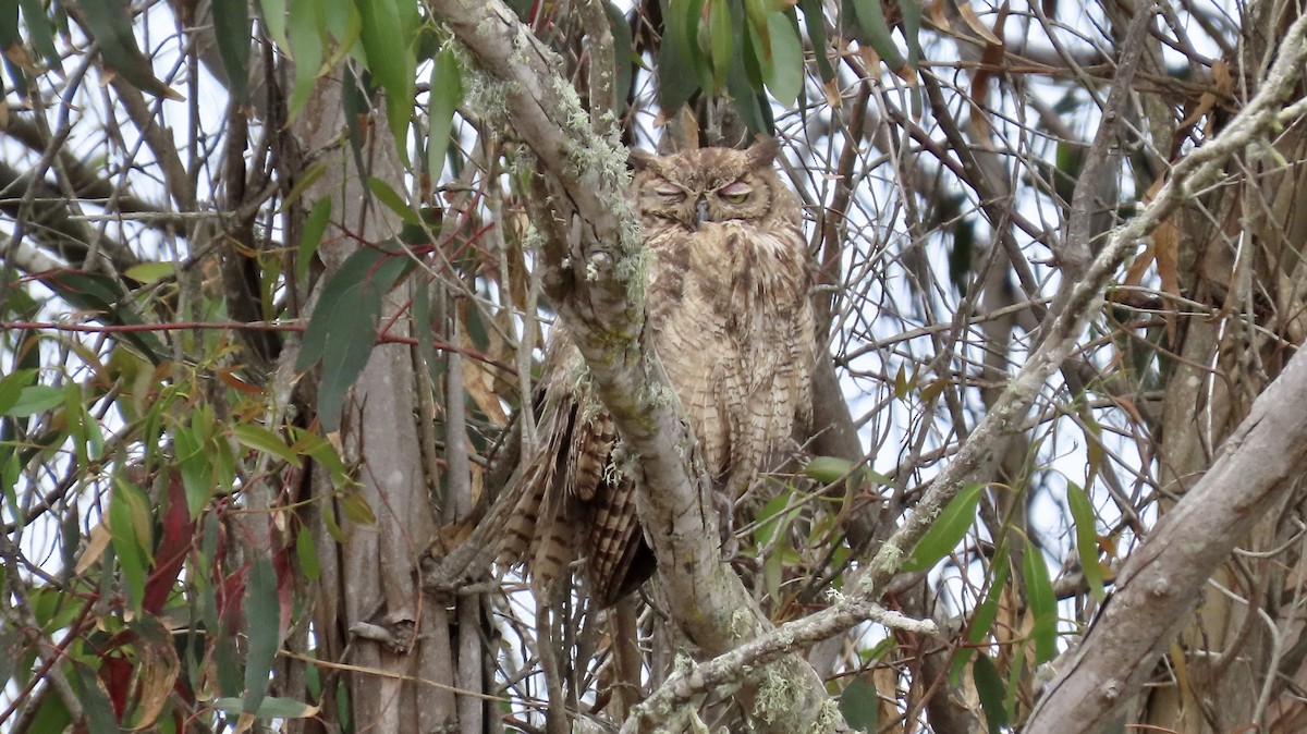 Great Horned Owl - ML638662045