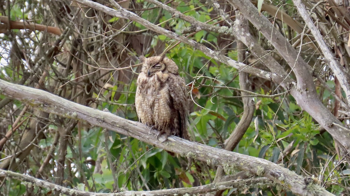 Great Horned Owl - ML638662047
